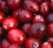 Cranberry Anthocyanin